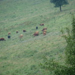 Żubronie. Skrzyżowanie krowy z żubrem . W sierpniu 2009 r. po raz pierwszy je zobaczyłam.