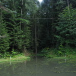 Las, oczko wodne i widać kabel energetyczny. Skoro Jest kabel, to cywilizacja w dziczy
