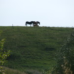 Dwa konie i krowa w Bieszczadach niedaleko Bystrego