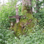 Grób zespolony z przyrodą. Zapomniany cmentarz w Bieszczadach. Drewniany krzyż wrasta w drzewo