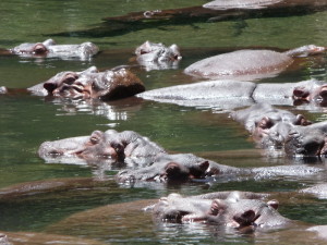 Hipopotamy kopulują w wodzie, w niej też się rodzą. I wiadomo bez badań kto jest ojcem?