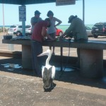 Przy stanowisku, gdzie rybacy czyszczą ryby, spokojnie na przekąskę czekają pelikany