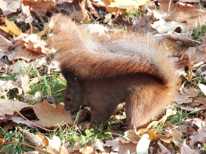 Czas szykować orzeszki laskowe w łupinkach. Wiewiórki robią zapasy na zimę. 