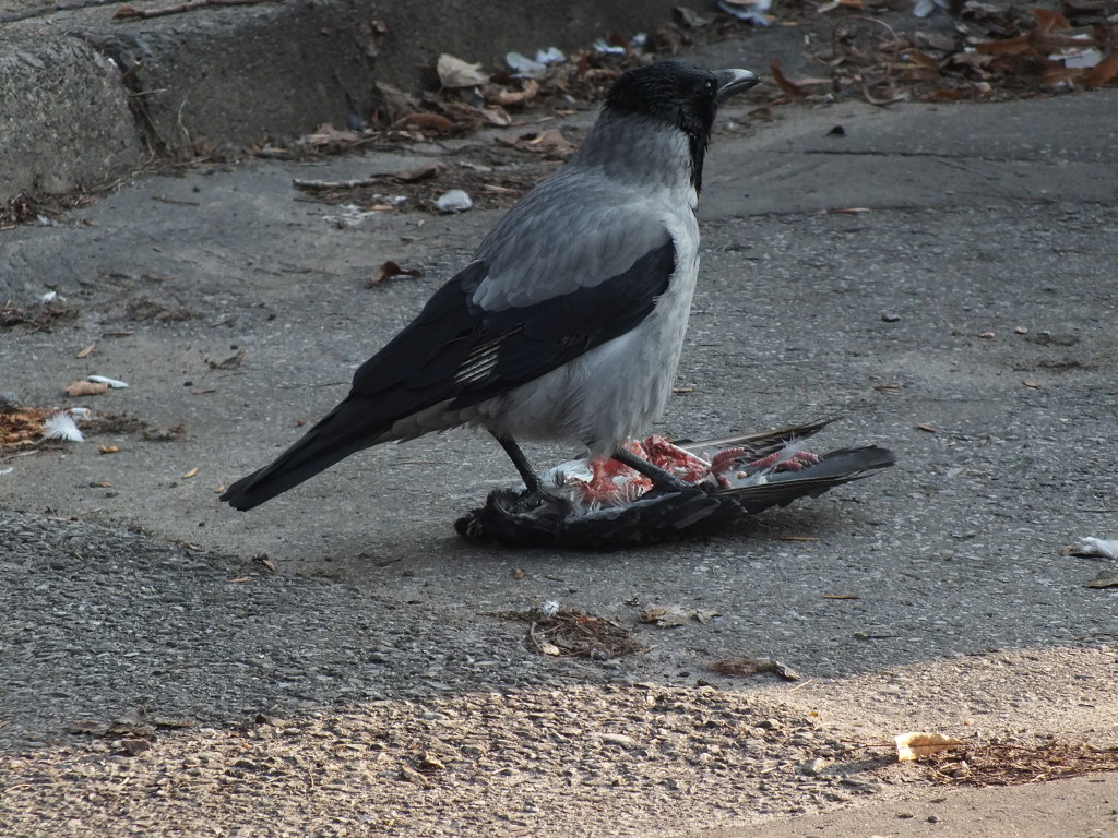 Ptasi kanibalistyczny obiad. Siwa wrona dziobie siną wronę na Iwickiej w Warszawie