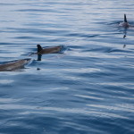 Delfiny odpływają