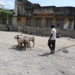 Mombasa w 2009 roku, niemal milionowe miasto. Mimo to można spotkać kozy na ulicy